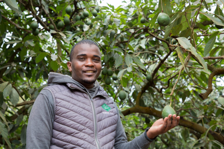 Laban Mwaura Kakuzi Plc Assistant Manager Extension Services proudly displays a health near mature avocado fruit