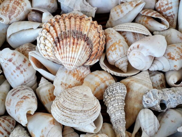 Sea Shell