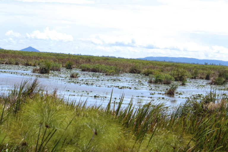 An overview of Yala Swamp in Alego-Usonga area, 24km from Siaya town,Kenya