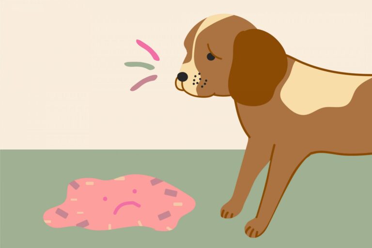 Vomiting in dogs