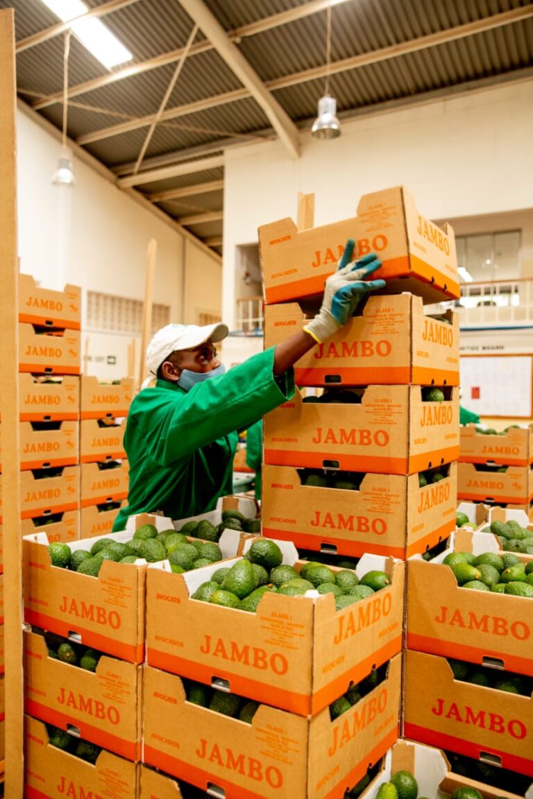 A Kakuzi PLC packhouse worker preparing the avocados