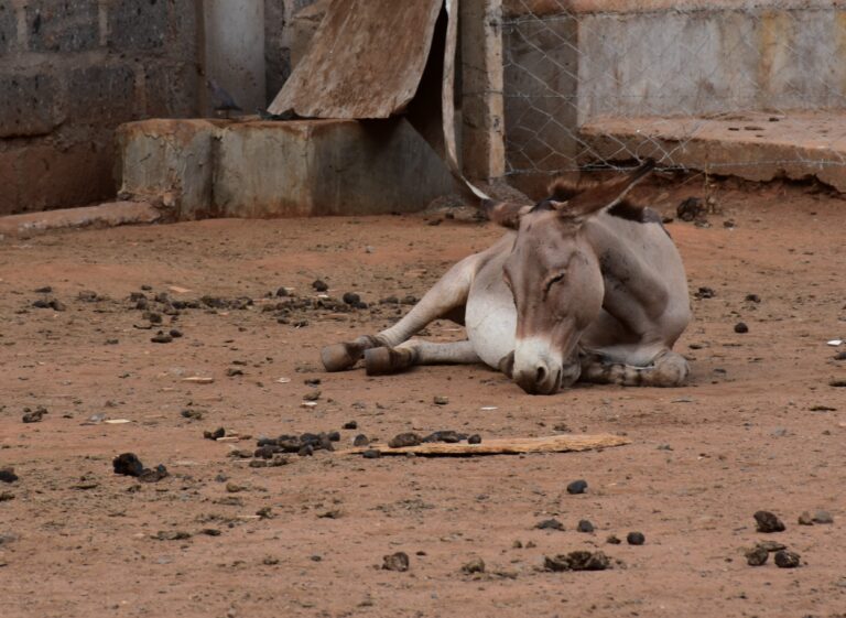 A donkey awaits slaughter at the Star Brilliant abattoir in Naivasha, Kenya. Credit - The Donkey Sanctuary