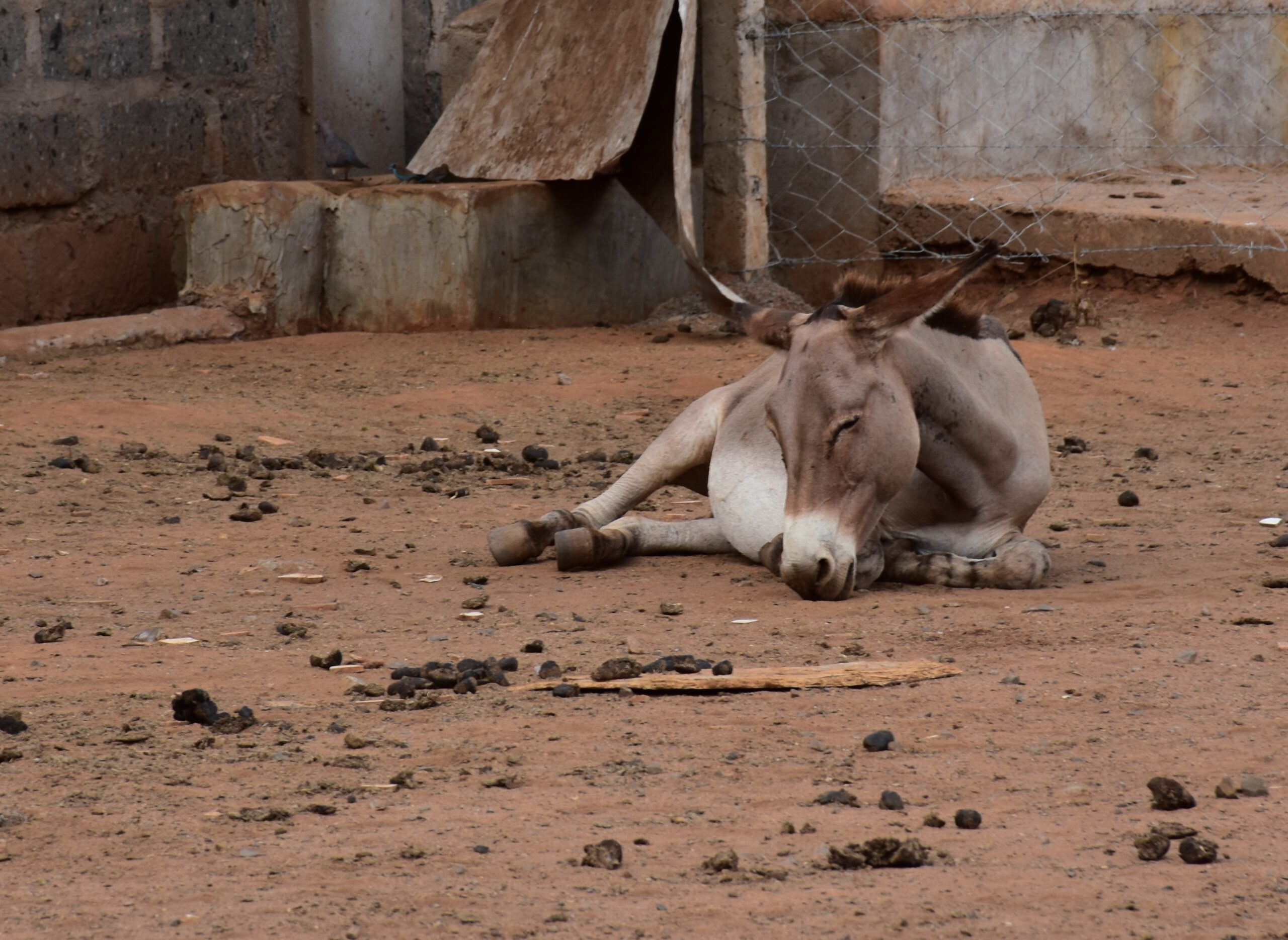 A donkey awaits slaughter at the Star Brilliant abattoir in Naivasha, Kenya. Credit - The Donkey Sanctuary