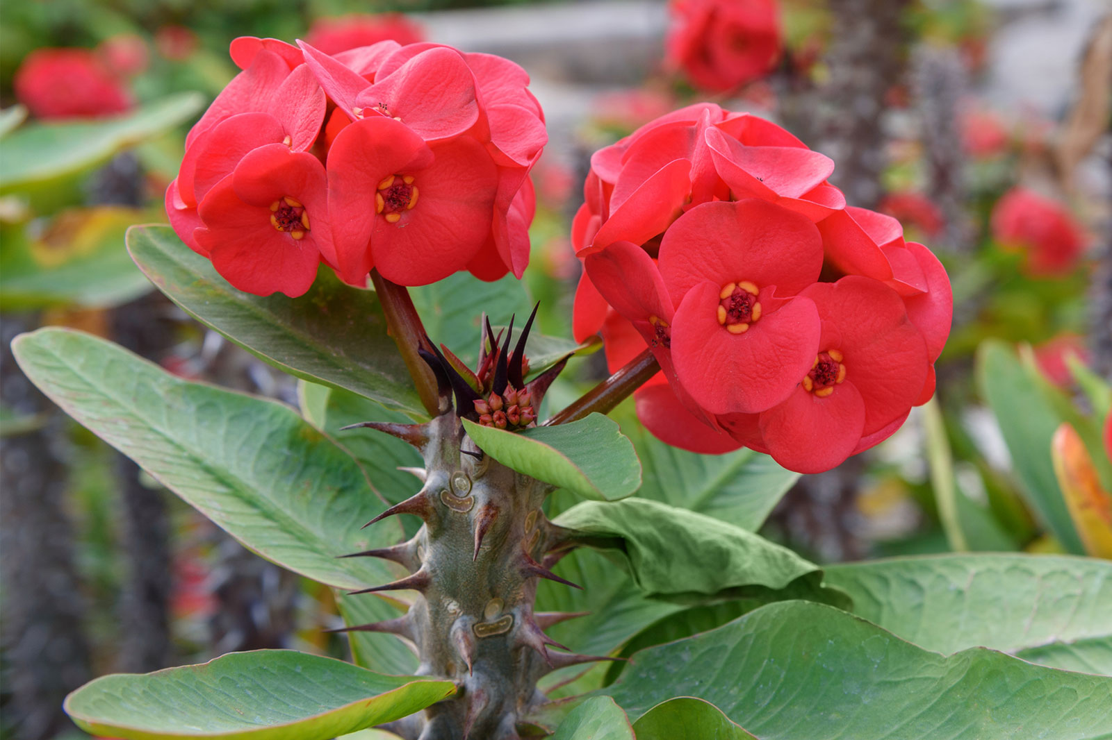 A wild flower is grown in the bushes of thorns