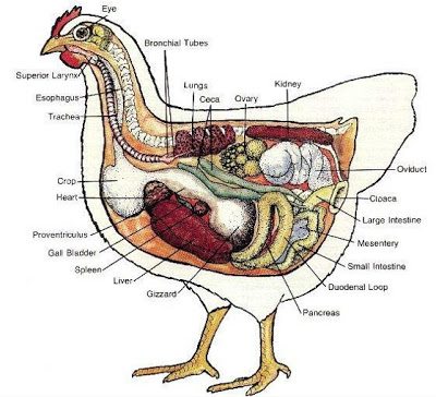 Chicken Poop