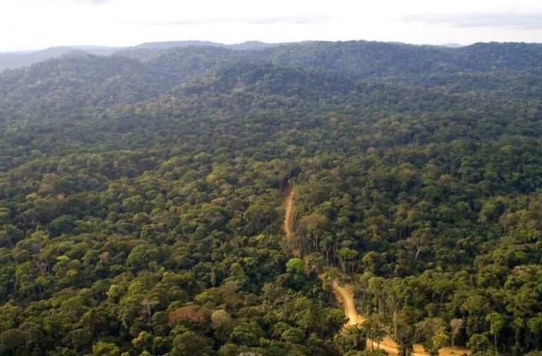 Forest