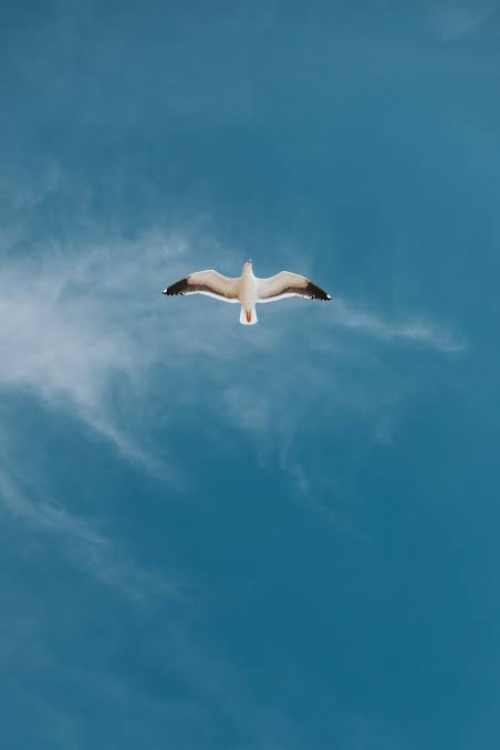 Free bird