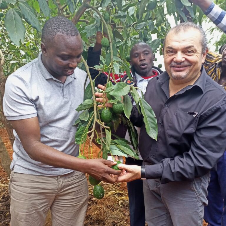 Lawyer Patrick Ngunjiri with Fabrizio Cardillo displays Avocado fruits in Othaya on Saturday.