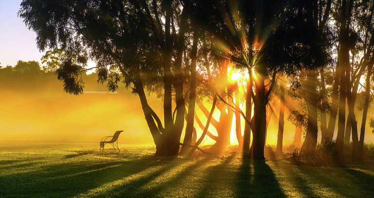 Morning Rays