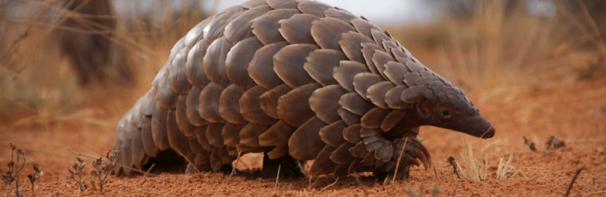Pangolins in Murchison falls