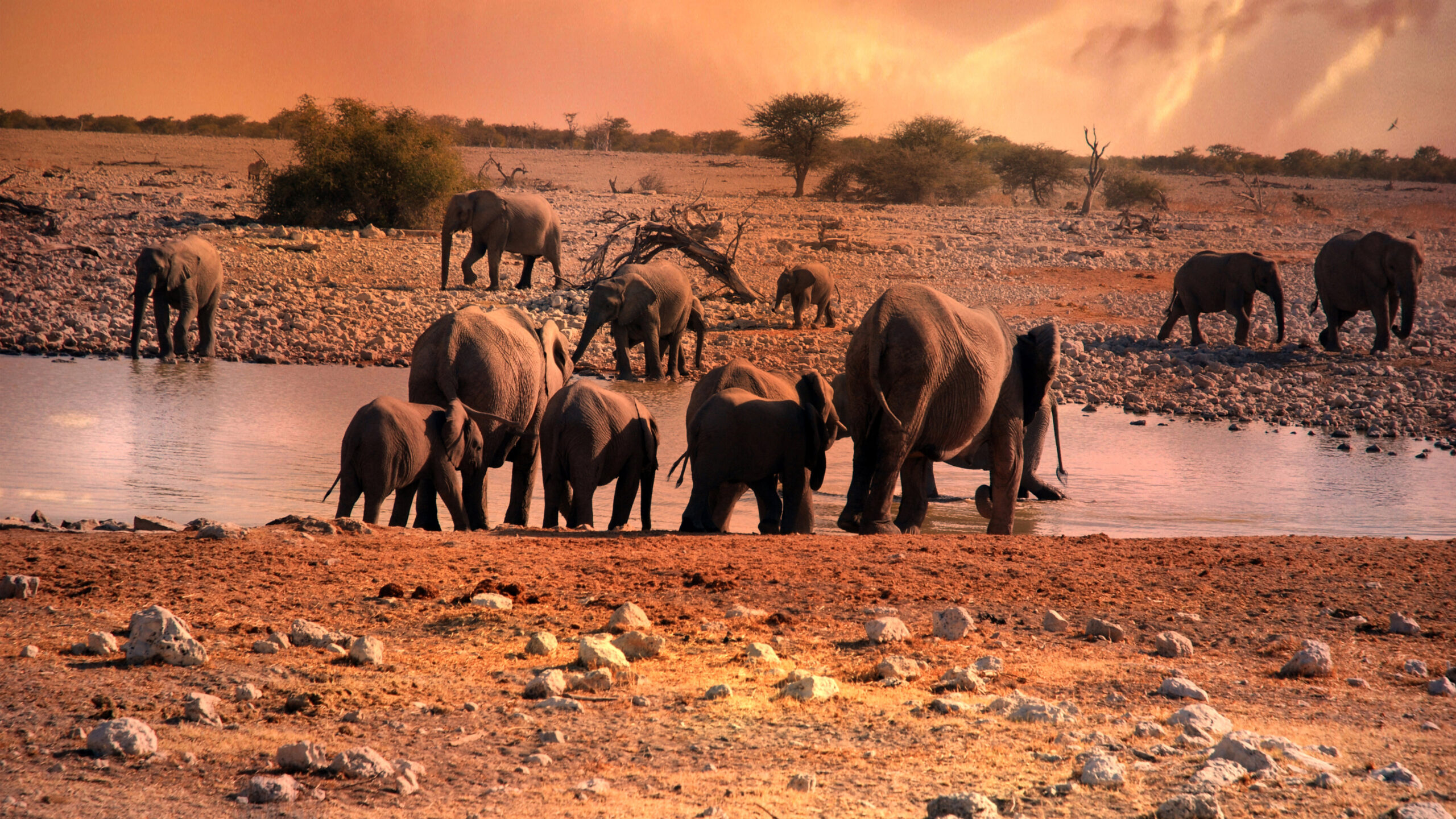 Wildlife