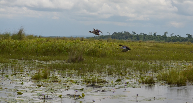 mabamba-wetland