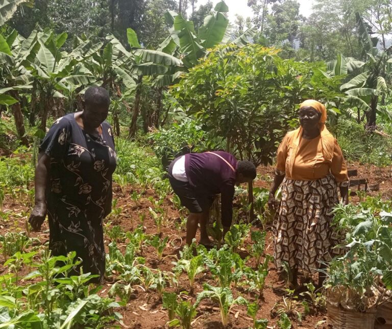 Askah Obaigwa together with her friends, weeding spinach at her garden.