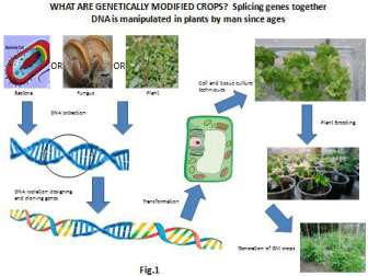 Genetically Modified Crops