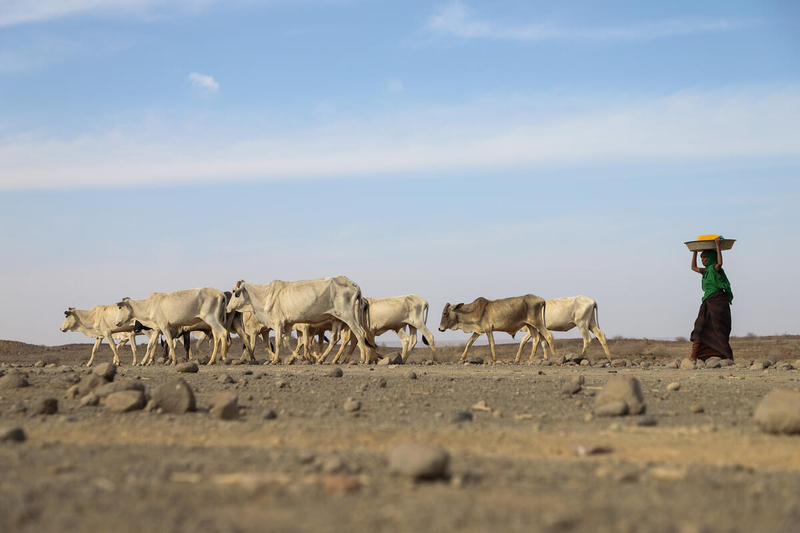 Ethiopia. Drought in Somali Region