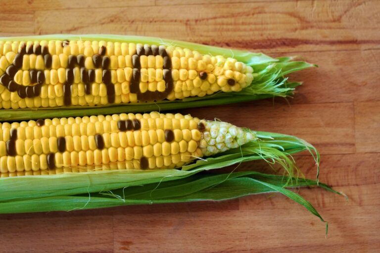 GMO food