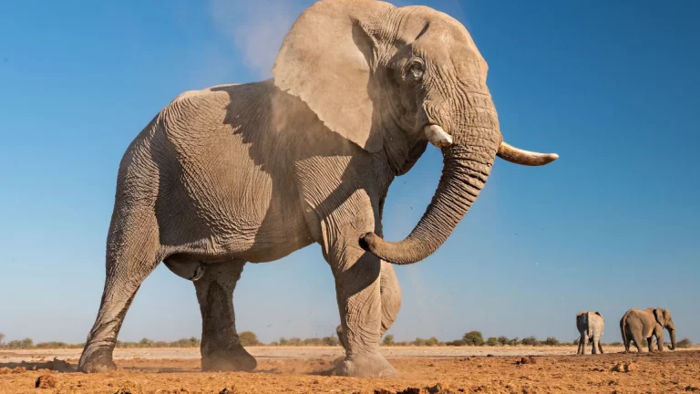elephant