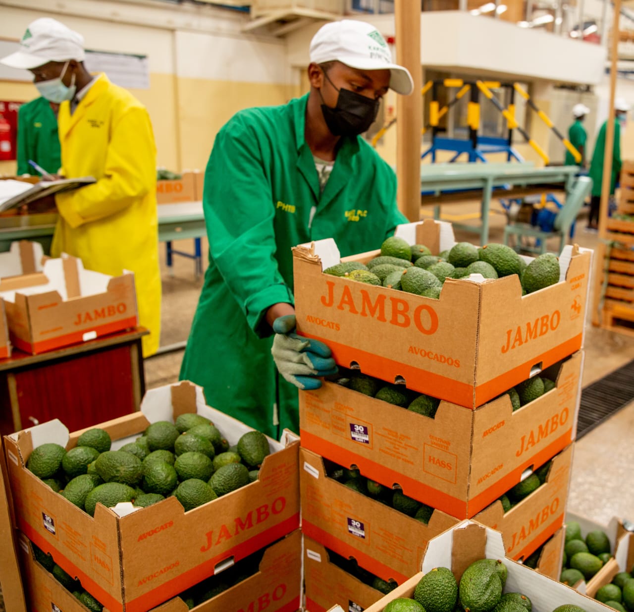 A Kakuzi PLC employee packaging avocados for export