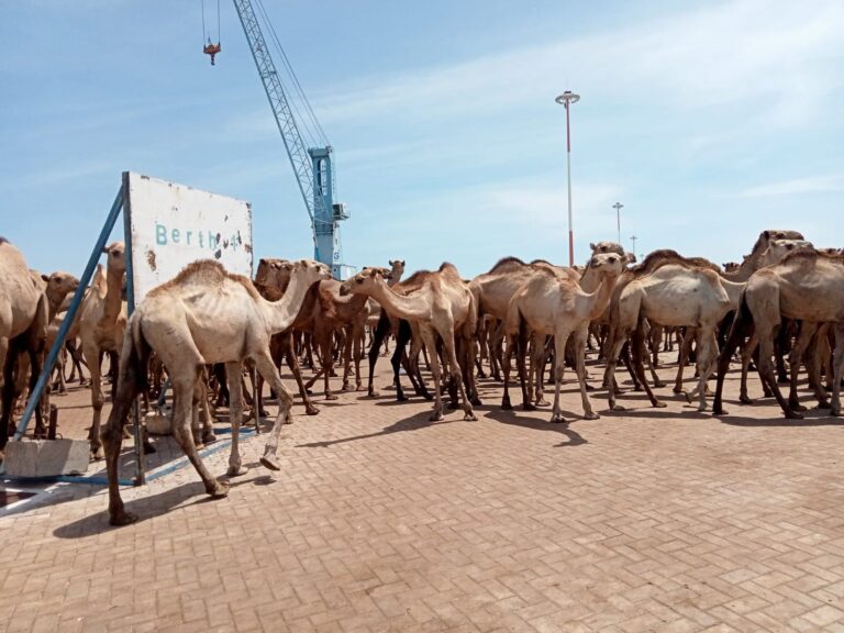 A second batch of livestock exports to Salalah Port in Oman