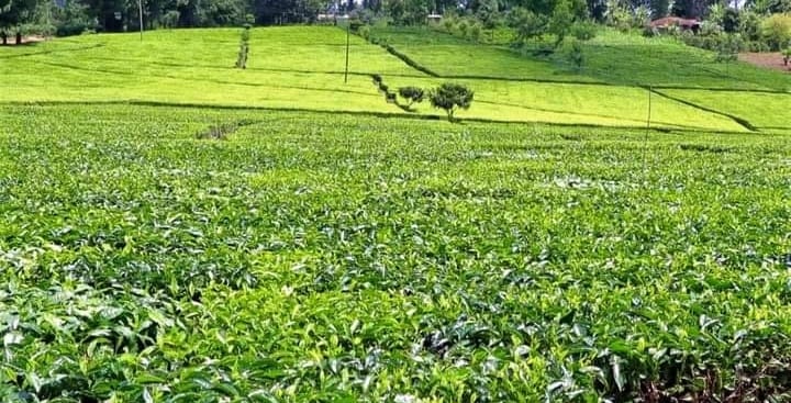 A tea farm