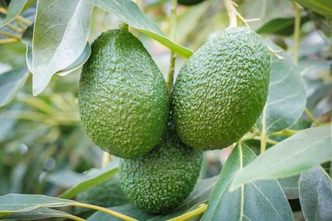 Avocados
