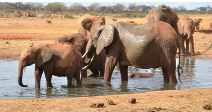 Elephants at a water hole in Marsabit County