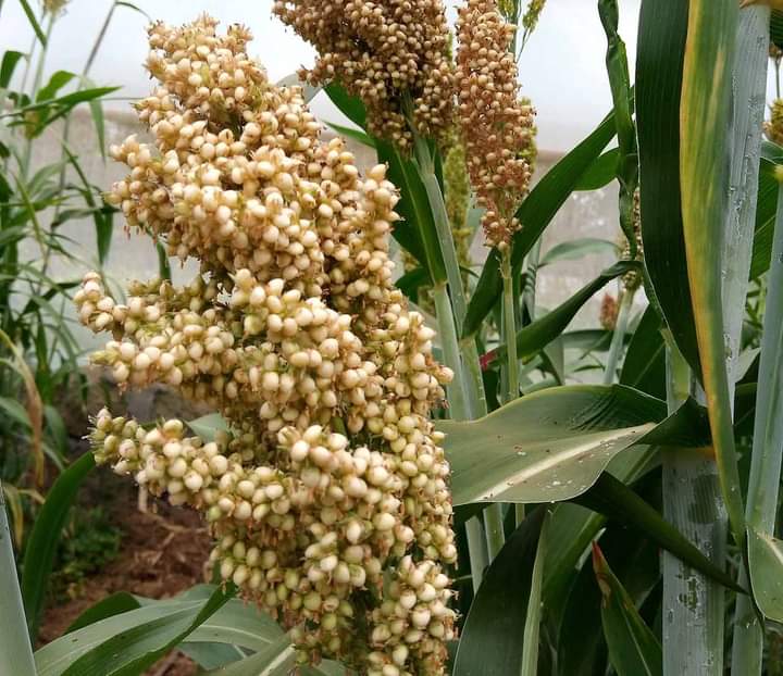 A Sorghum
