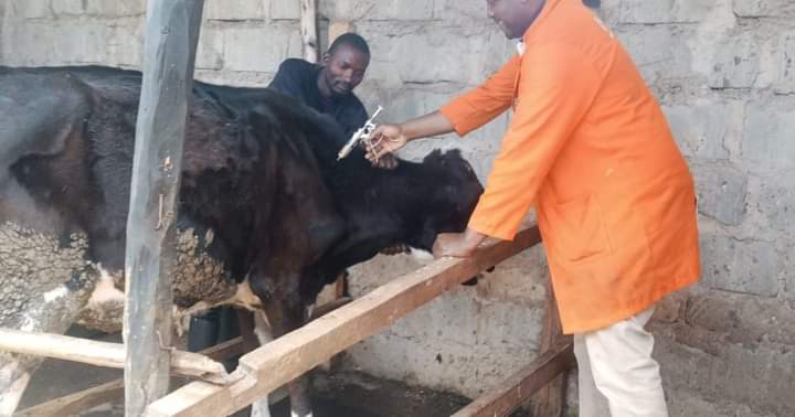 A cattle being vaccinated