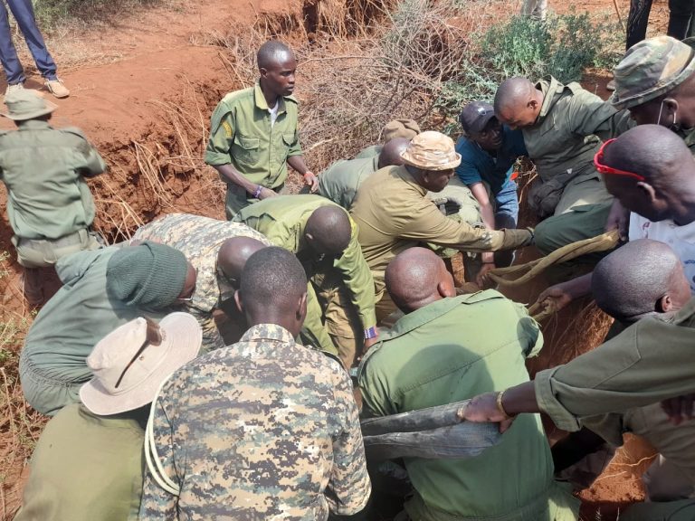 KWS carrying elephant