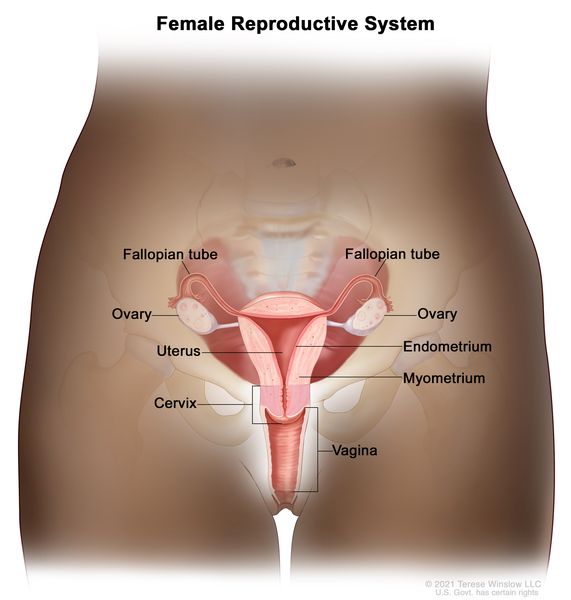 a-womans-womb