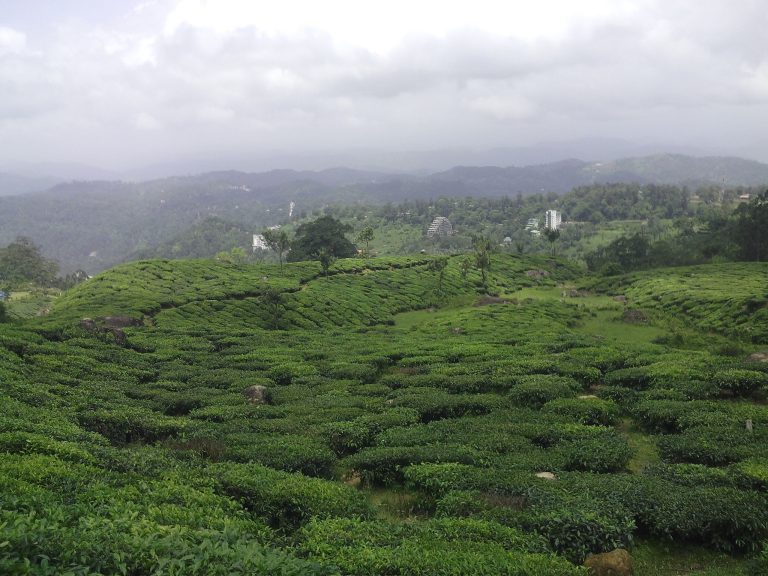 greeny-land