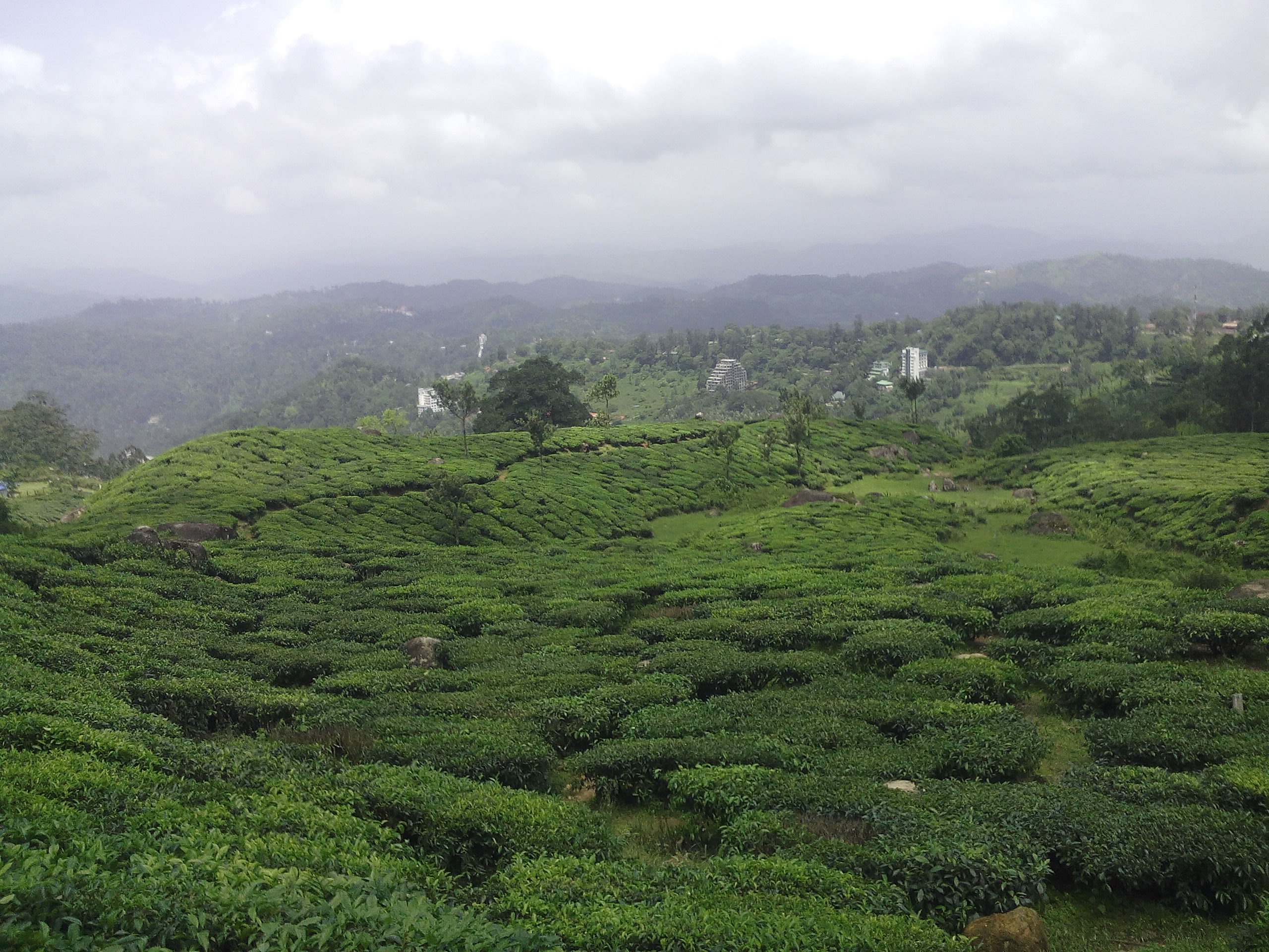 greeny-land