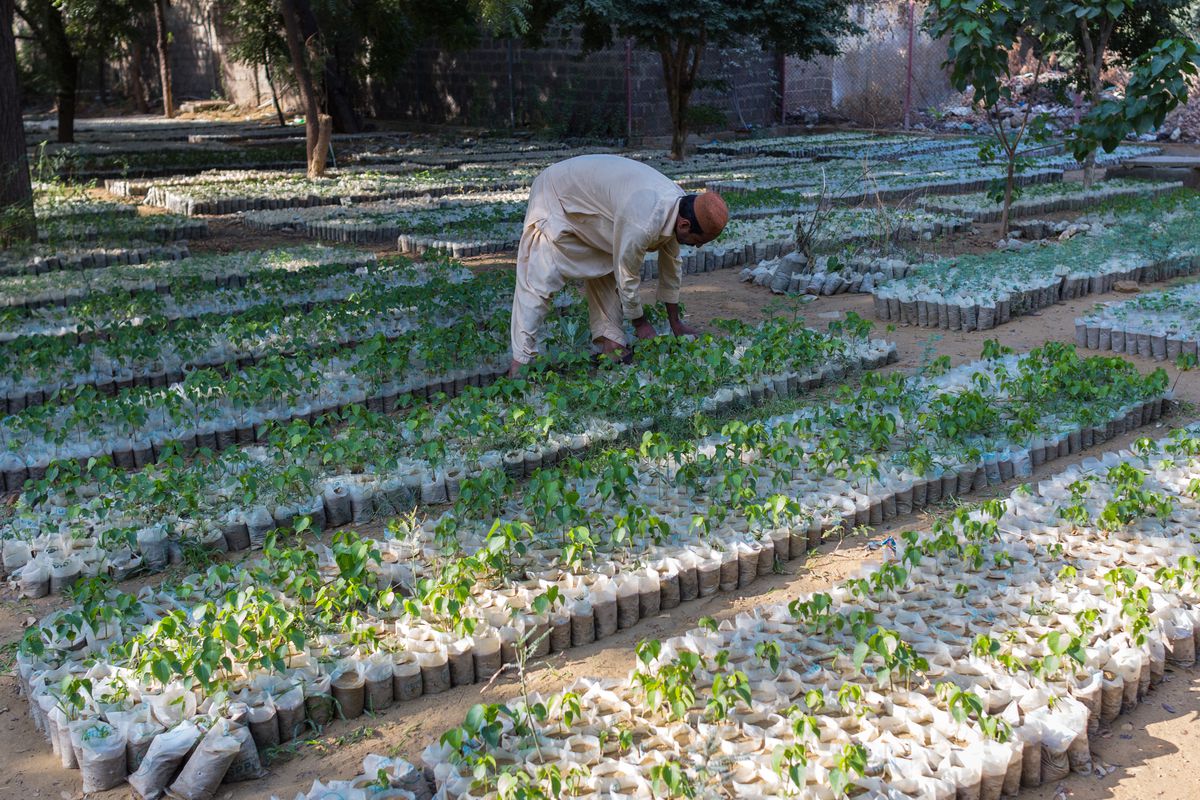 public-urged-to-invest-in-planting-tree-in-fight-against-climate-change