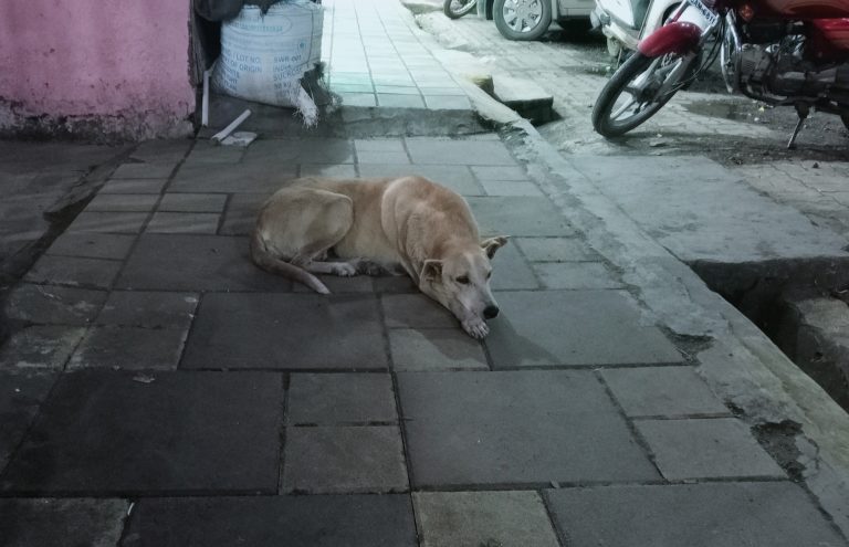 the-street-dog
