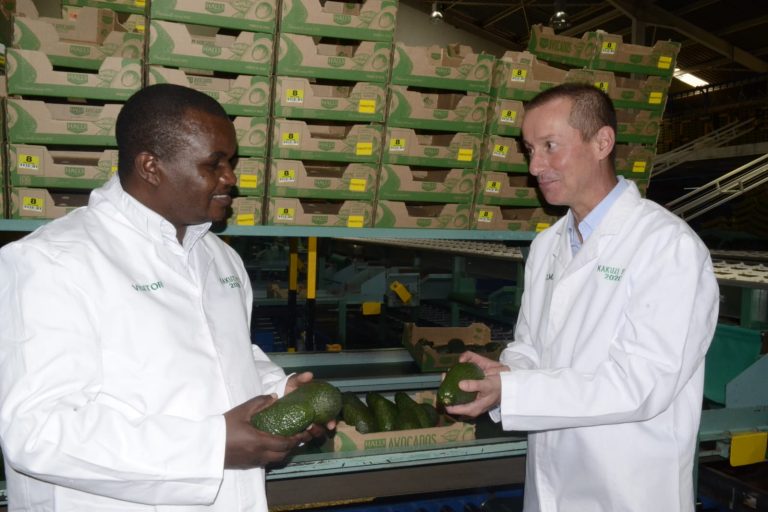 KEPHIS Phytosanitary Services General Manager Dr Isaac Macharia with Kakuzi PLC Managing Director Chris Flowers at the firm's Avocado packhouse.