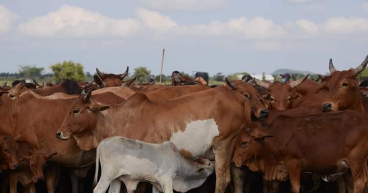 Livestock