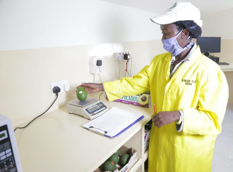 A Kakuzi quality control staff checking on avocado