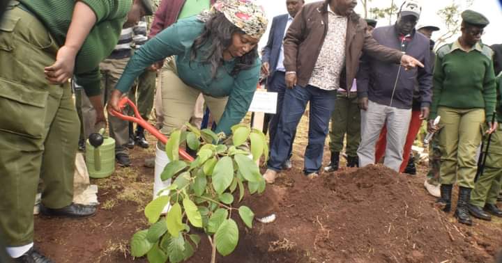 Principal Secretary for Correctional Services Mary Muthoni Muriuki planting a tree at Marmanet forest