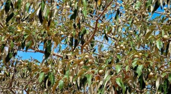The Croton tree