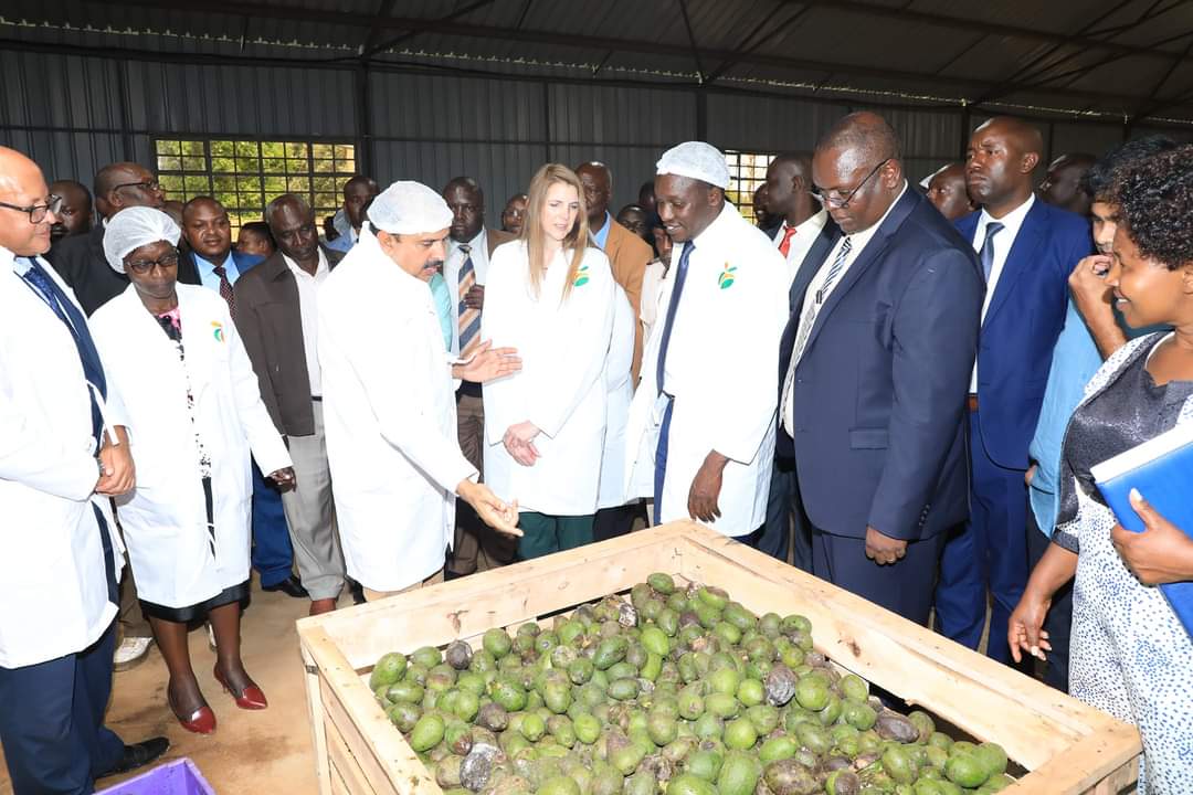 British High Commissioner to Kenya Jane Marriot with Kisii County governor Simba Arati during the launch of Avacado industry in Kisii County..