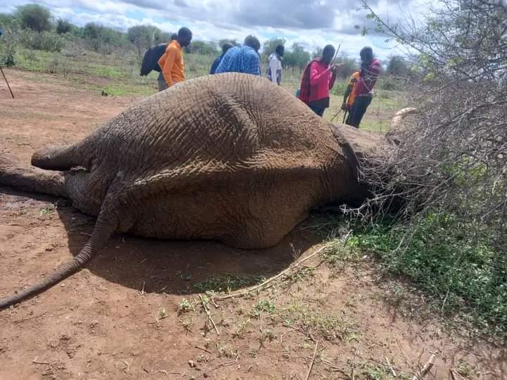 Elephant