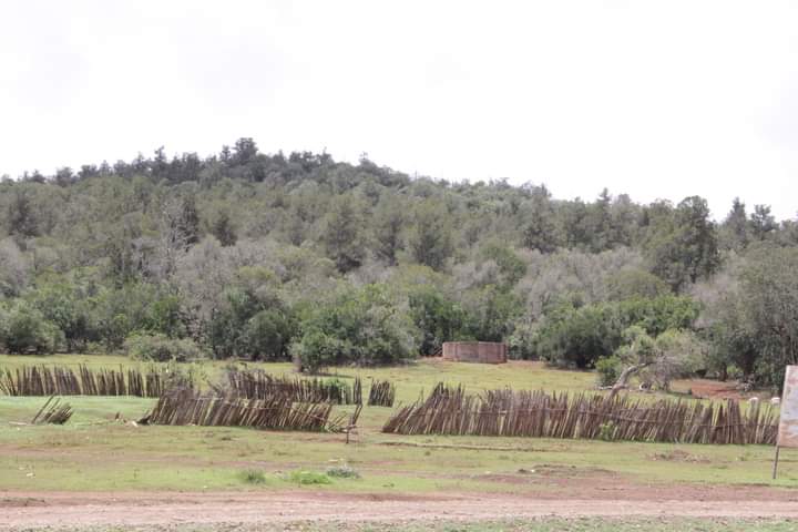 Part of Mukogodo forest
