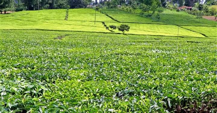 RainForest Alliance To Train Farmers On Crop Diversification