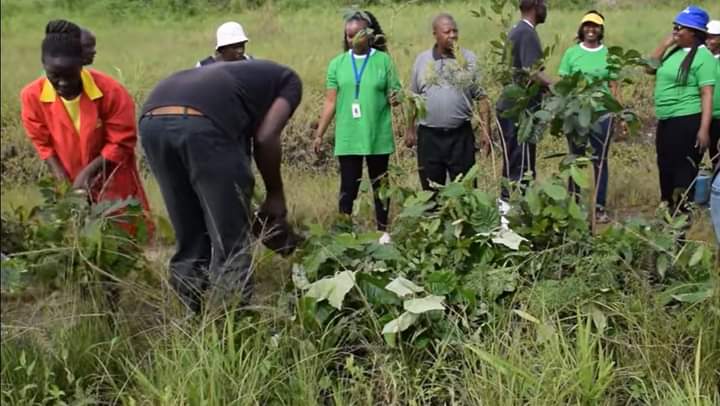 Thika residents planting trees