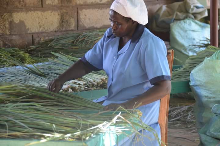 A woman at Meru Herbs grading lemon grass for processing