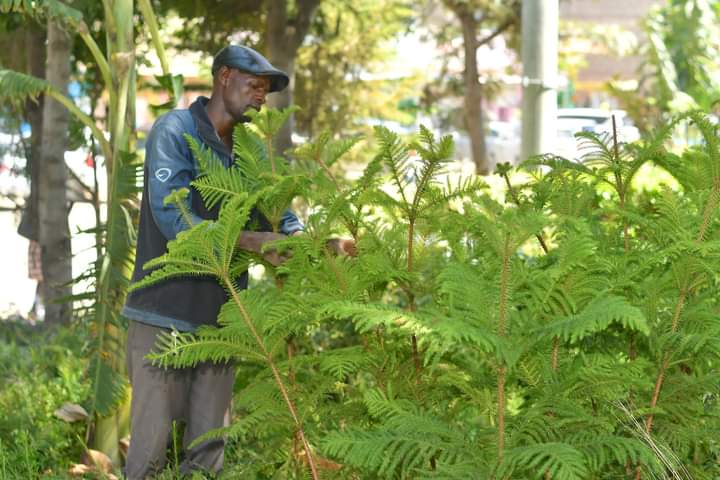 Environmentalist Out To ‘Green’ The Country Even As He Earns A Living From The Initiative