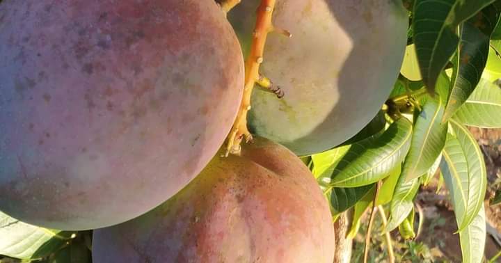 Mango