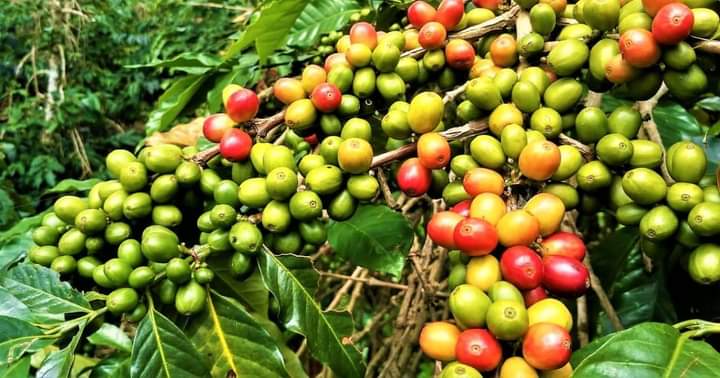 Nakuru County Rolls Out Strategy To Revive The Collapsed Coffee Sub Sector