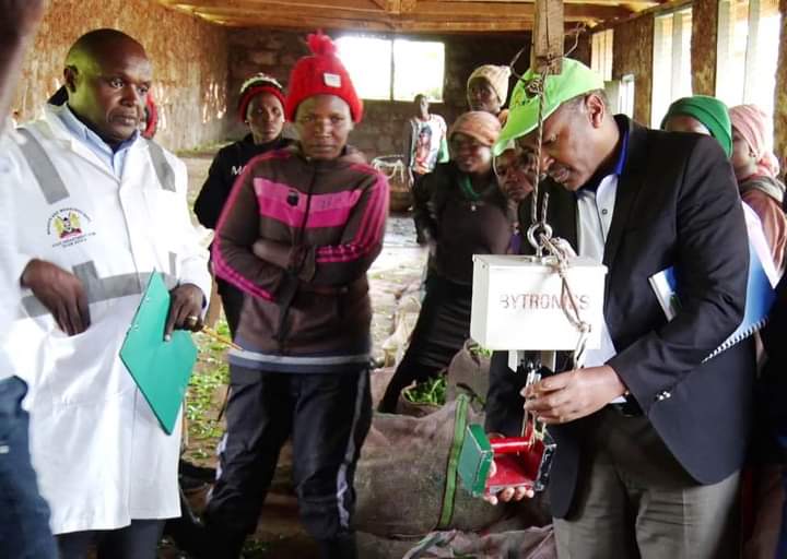 Officials from the Tea Board of Kenya (TBK) and Weights and Measures ambushed tea buying centres in Githunguri, confirming theft and manipulation of records by factory clerks and corrupt tea farmers.