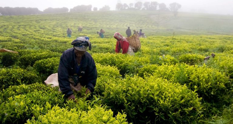 Farmers picking Tea